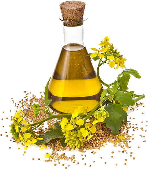 Oil Sunflower Canola Cooking Seed Rapeseed Oils Clipart Nirgundi Oil