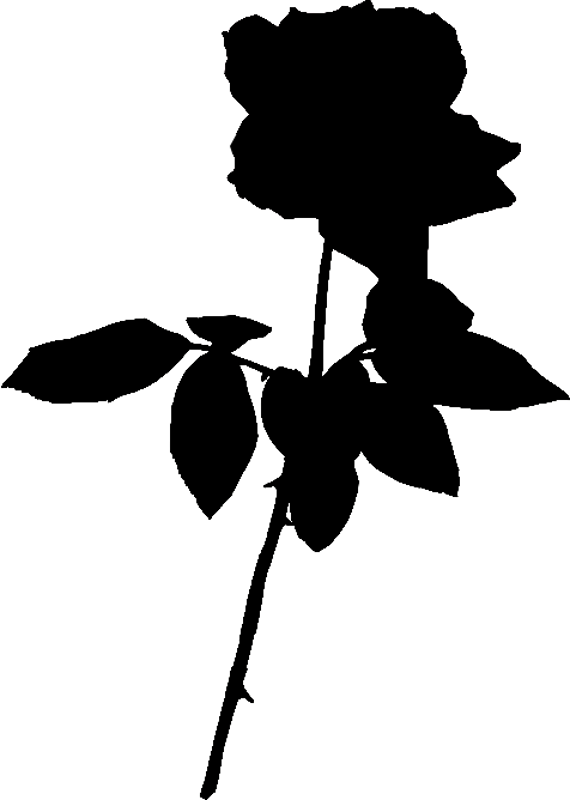 Rose Silhouette Png Clipart (570x800), Png Download
