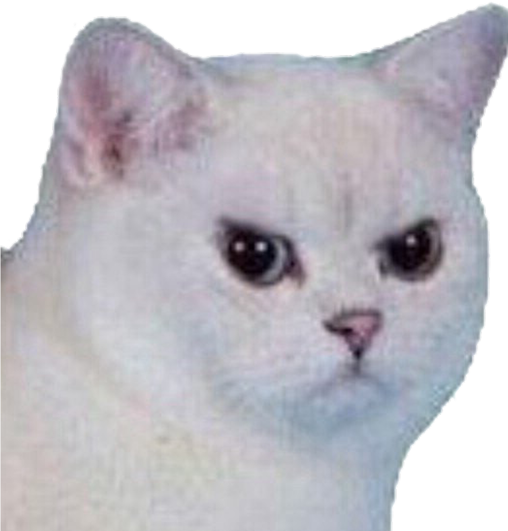 #cat #angry #angrycat #meme #funny #sad #white #whitecat Clipart (1024x1079), Png Download