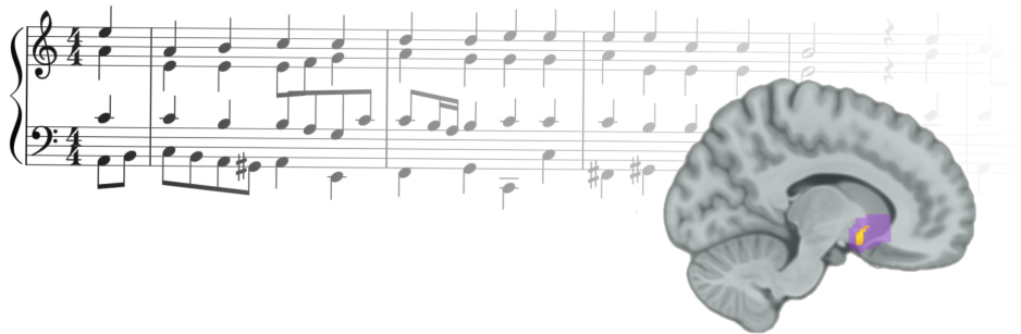 The Researchers Found That Reward Prediction Errors - Music Activates Our Brain's Rewards Center Clipart (960x320), Png Download