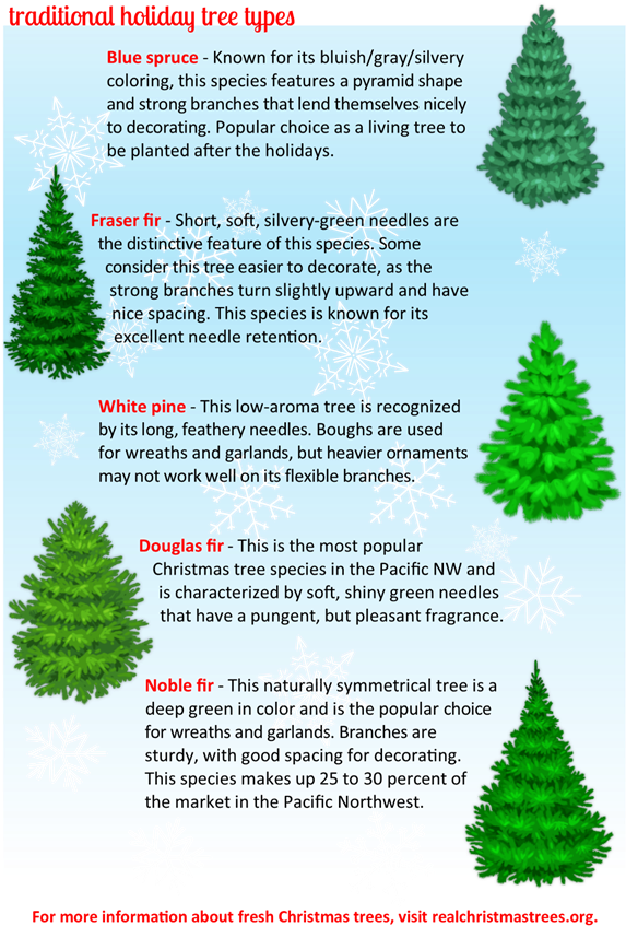 Fresh Cut Christmas Trees - Types Of Fresh Cut Christmas Trees Clipart (576x856), Png Download