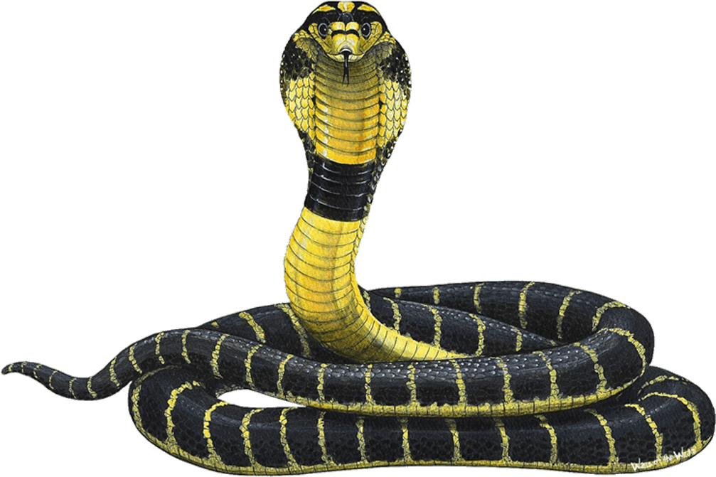 Cobra Png - Cobra Snake Clipart (1024x1024), Png Download