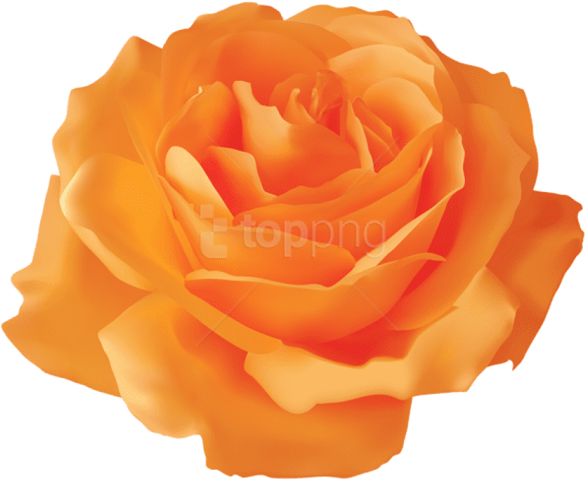 Free Png Download Orange Rose Transparent Png Images - Transparent Background Yellow Rose Png Clipart (850x695), Png Download