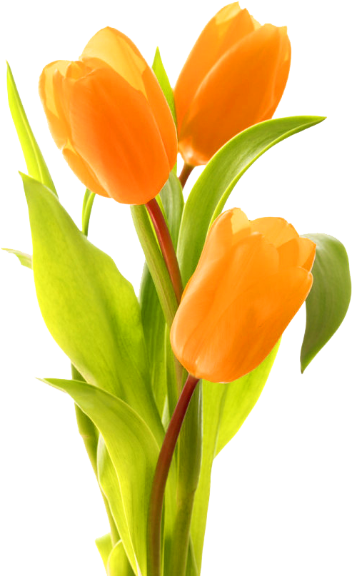 Keukenhof Indira Gandhi Memorial Tulip Garden Bouquet - Transparent Orange Tulip Clipart (493x807), Png Download