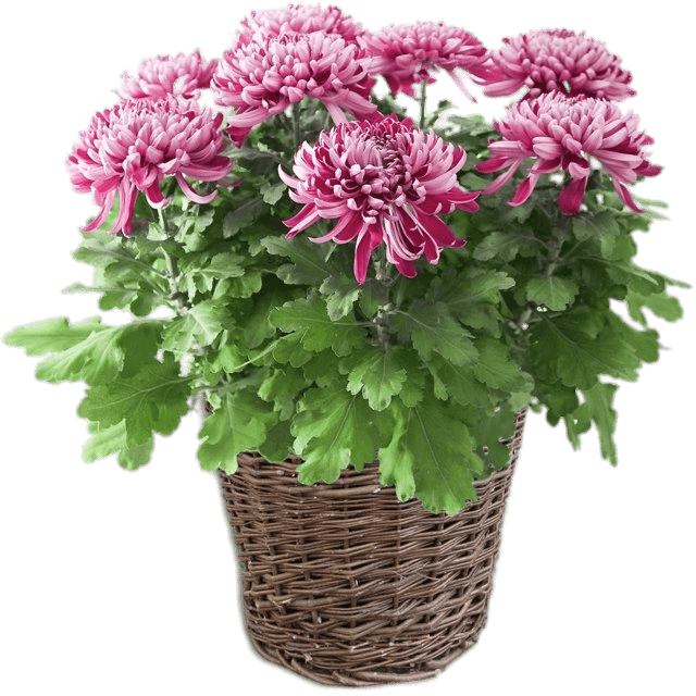 Download Potted Pink Chrysanthemum Transparent Png - Houseplant Clipart (640x640), Png Download
