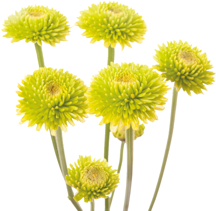 This Product Design Is Yellow Chrysanthemum About Yellow, - Flores Sin Hojas Clipart (890x869), Png Download