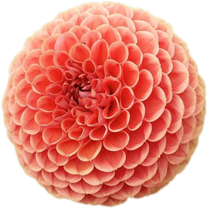 Pompom Chrysanthemum - Dahlia Clipart (800x600), Png Download