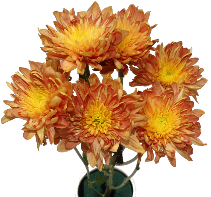 Chrysanthemum Flower Chrysanthemum Flower - Bouquet Clipart (1024x683), Png Download
