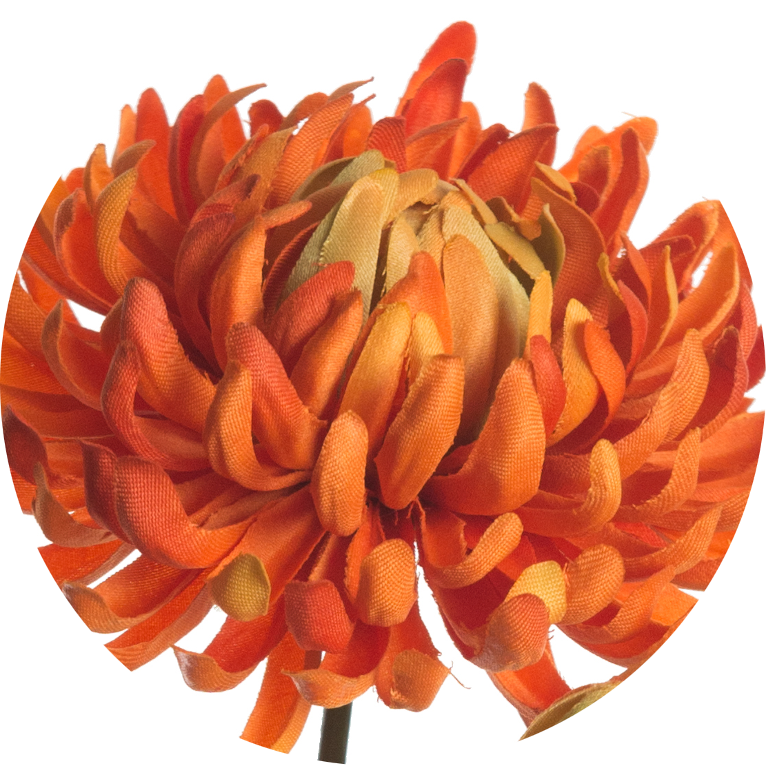 Chrysanthemum 60 Cm - Dahlia Clipart (1111x1111), Png Download