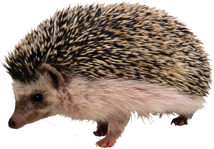 Porcupine Png Clipart (1024x768), Png Download
