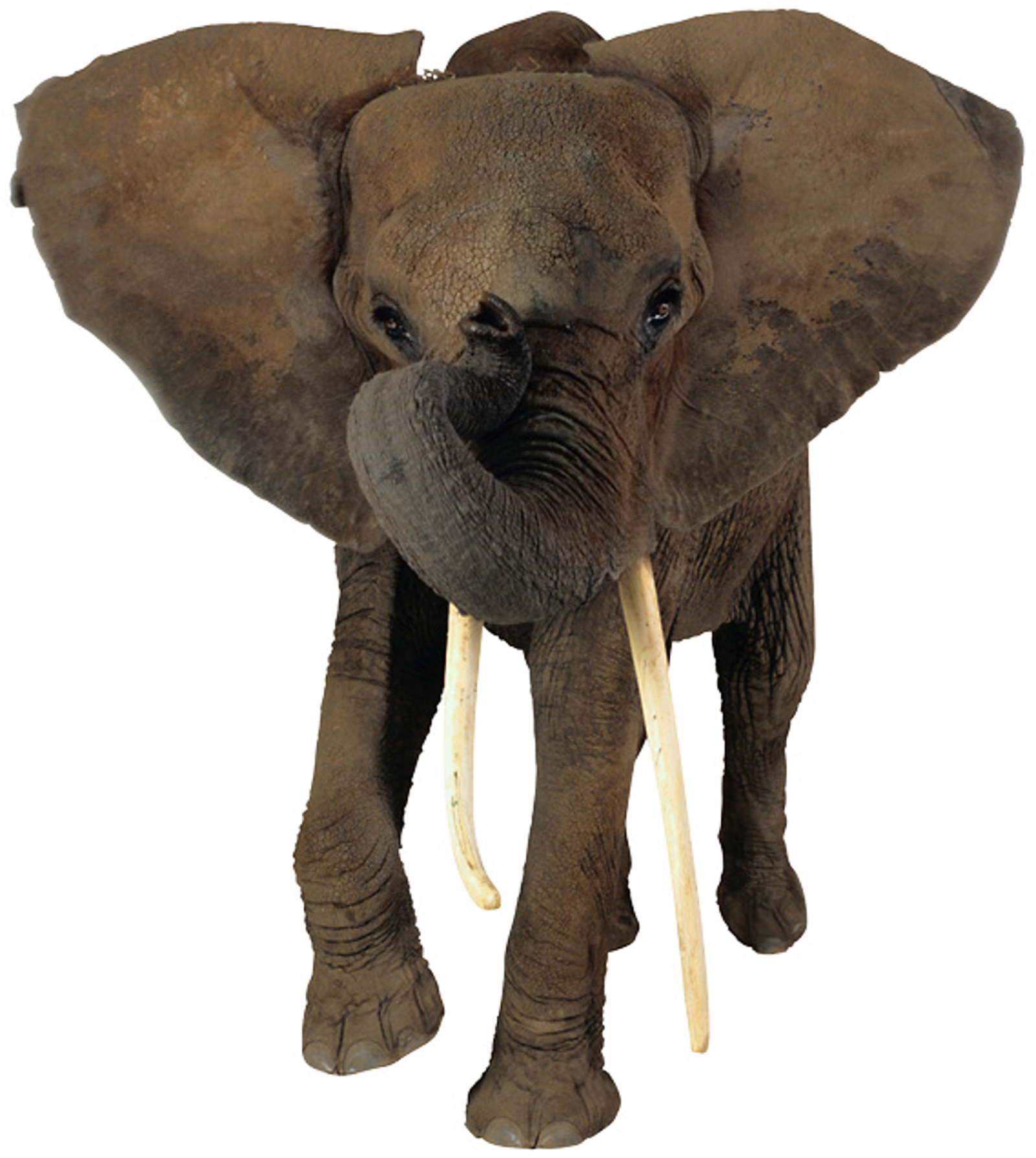 African Elephant Head Png - Elephant Png No Background Clipart (1600x1788), Png Download