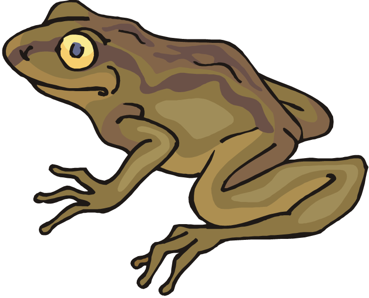Clip Art Transparent Stock Free Frog - Toad Clipart - Png Download (750x605), Png Download