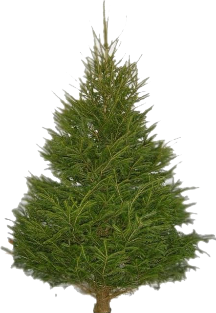 Fir Tree Png Images - Lille Juletræ Clipart (1000x1000), Png Download