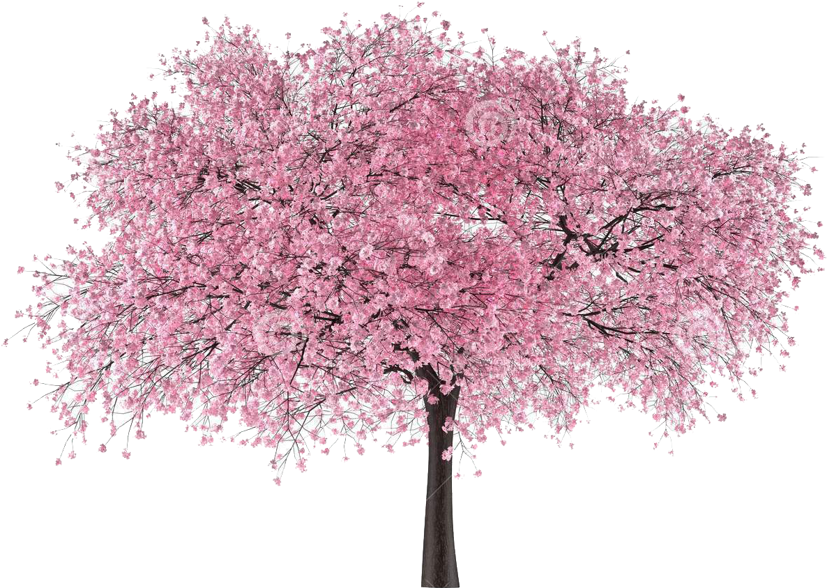 Japan Tree Sakura - Cherry Blossom Japan Graphics Clipart (1186x844), Png Download