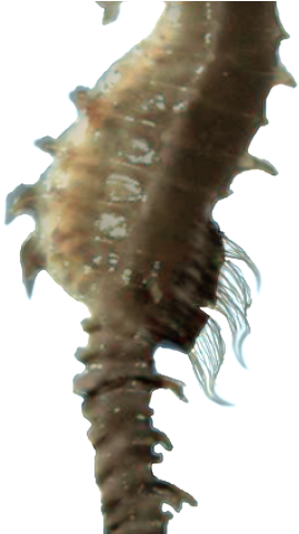 Seahorse Png Transparent Images - Caballo De Mar Fondo Transparente Clipart (640x480), Png Download