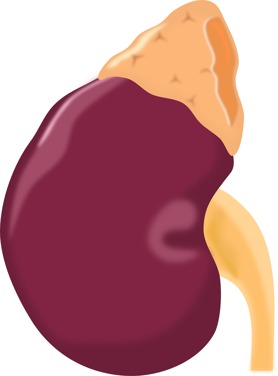 Kidney Disease Or Failure - Adrenal Gland Icon Png Clipart (946x1280), Png Download
