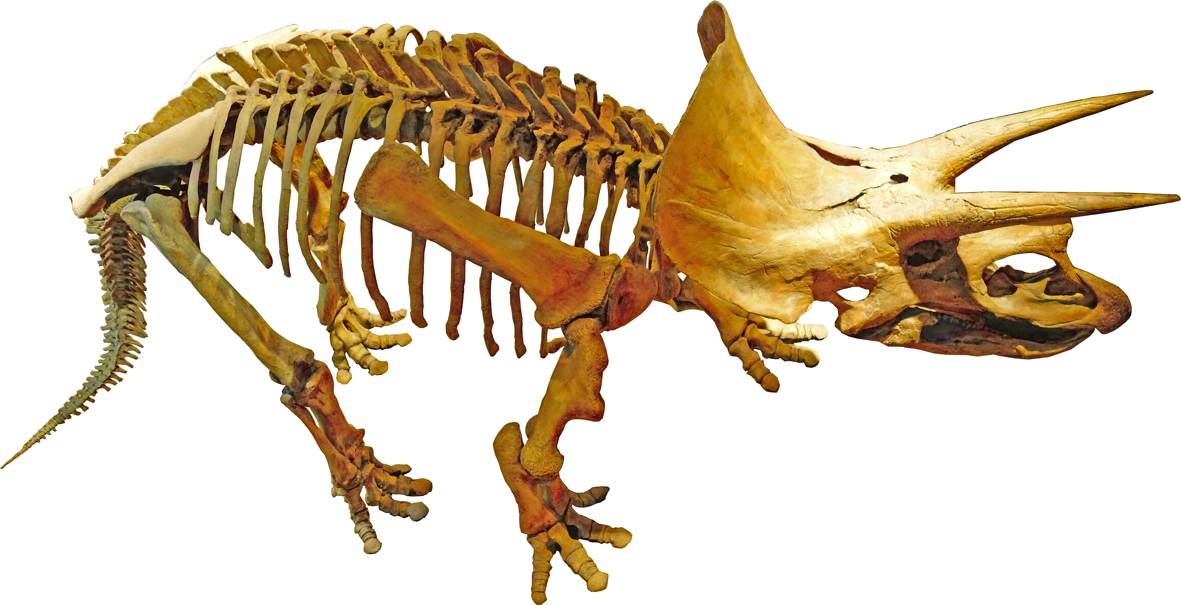 Triceratops Royal Tyrrell - Paleontologia Png Clipart (4920x2616), Png Download
