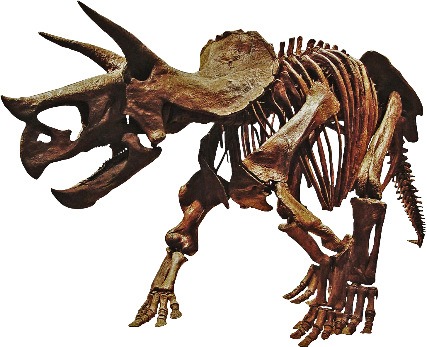 Triceratops Dinosaur Skeleton Png , Png Download Clipart (1457x1183), Png Download