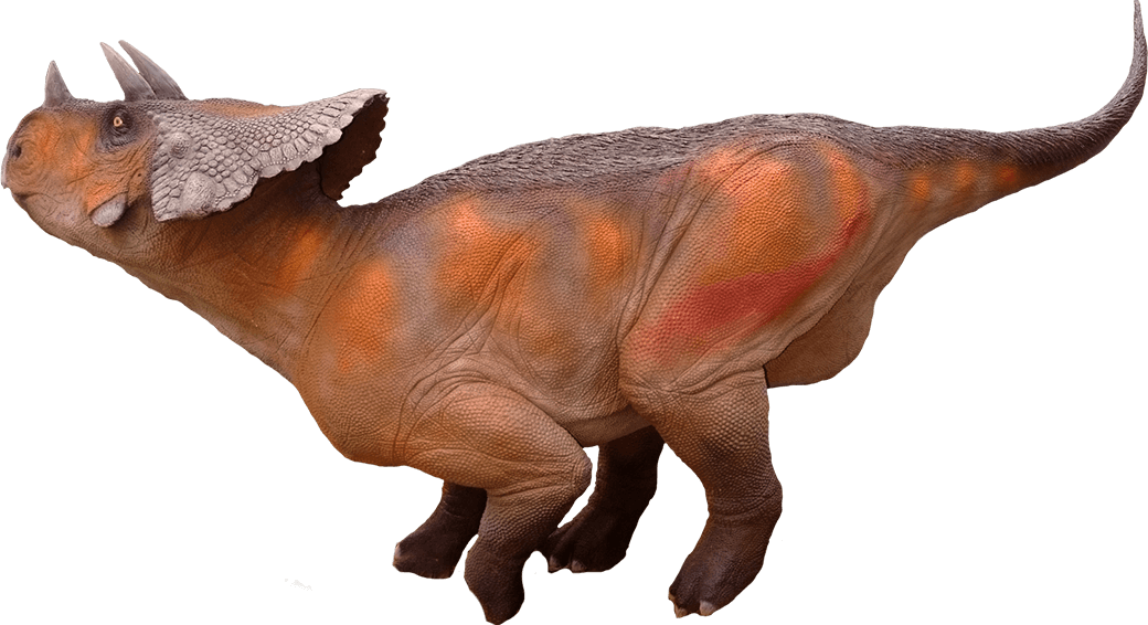 Triceratops - Dinosaur Avaceratops Png Clipart (1040x566), Png Download