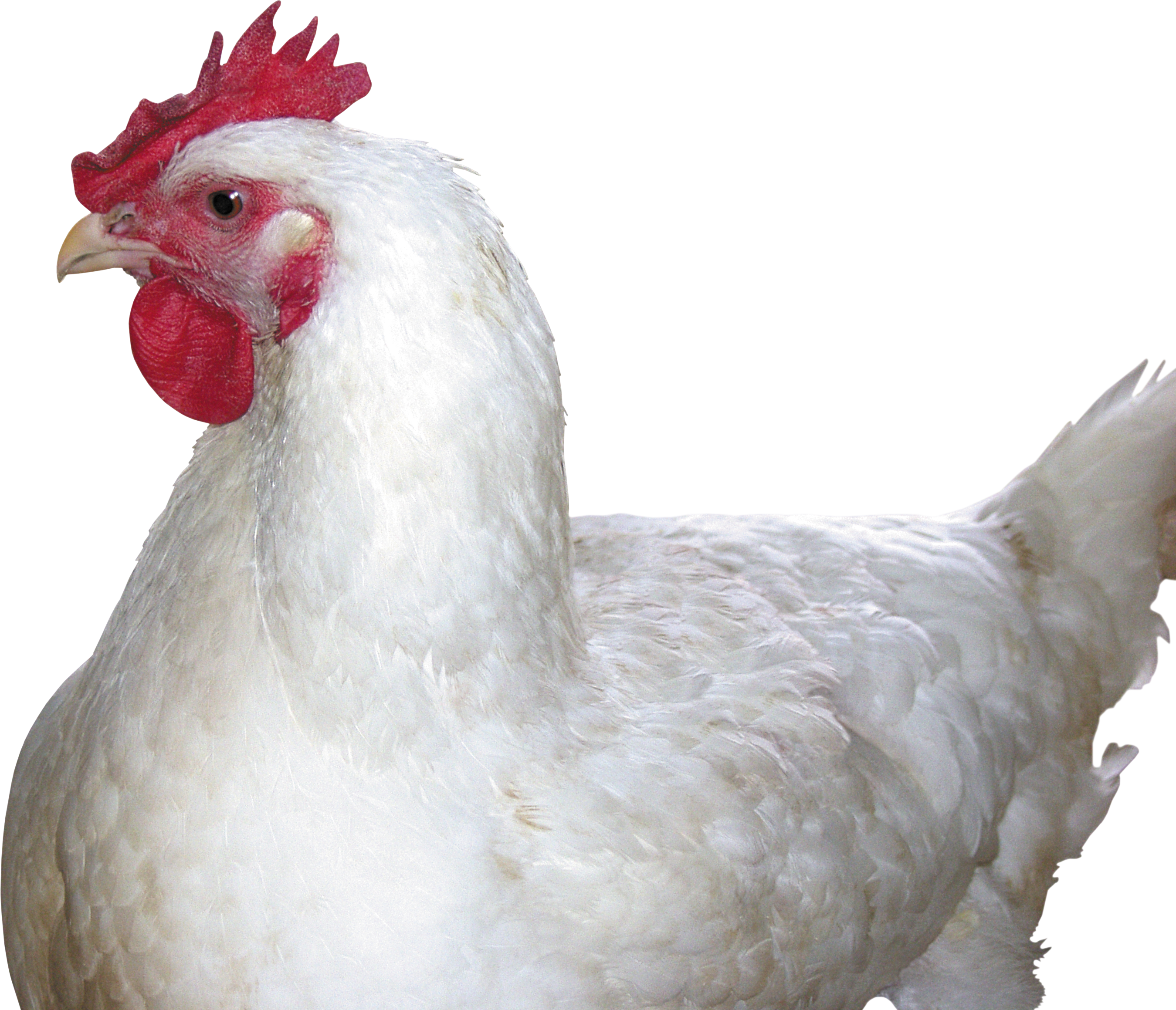 Chicken Png Image - White Hen Png Clipart (2699x2319), Png Download