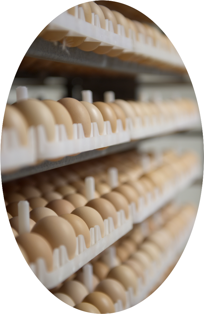 Ontario Broiler Chicken Hatching Egg Producers Association Clipart (696x1070), Png Download