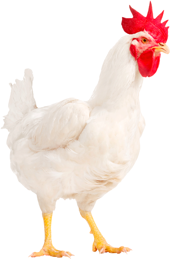 Hubbard Conventional M22-no Background - Hubbard Chicken Clipart (652x883), Png Download