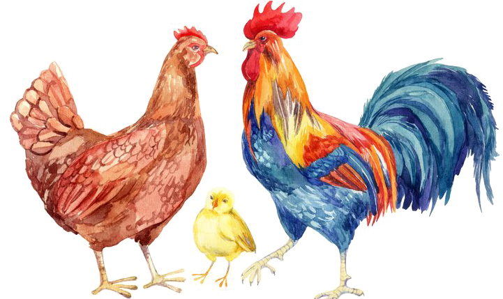 Hen Png Transparent Images - Chicken And Rooster Clipart (750x428), Png Download