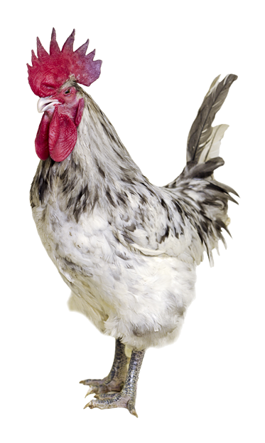 Ash Grey Coloured Rooster - White And Grey Rooster Clipart (500x626), Png Download