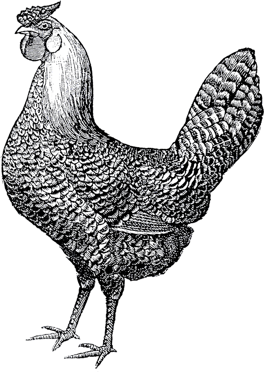 Public Domain Rooster Illustration Clipart (800x800), Png Download