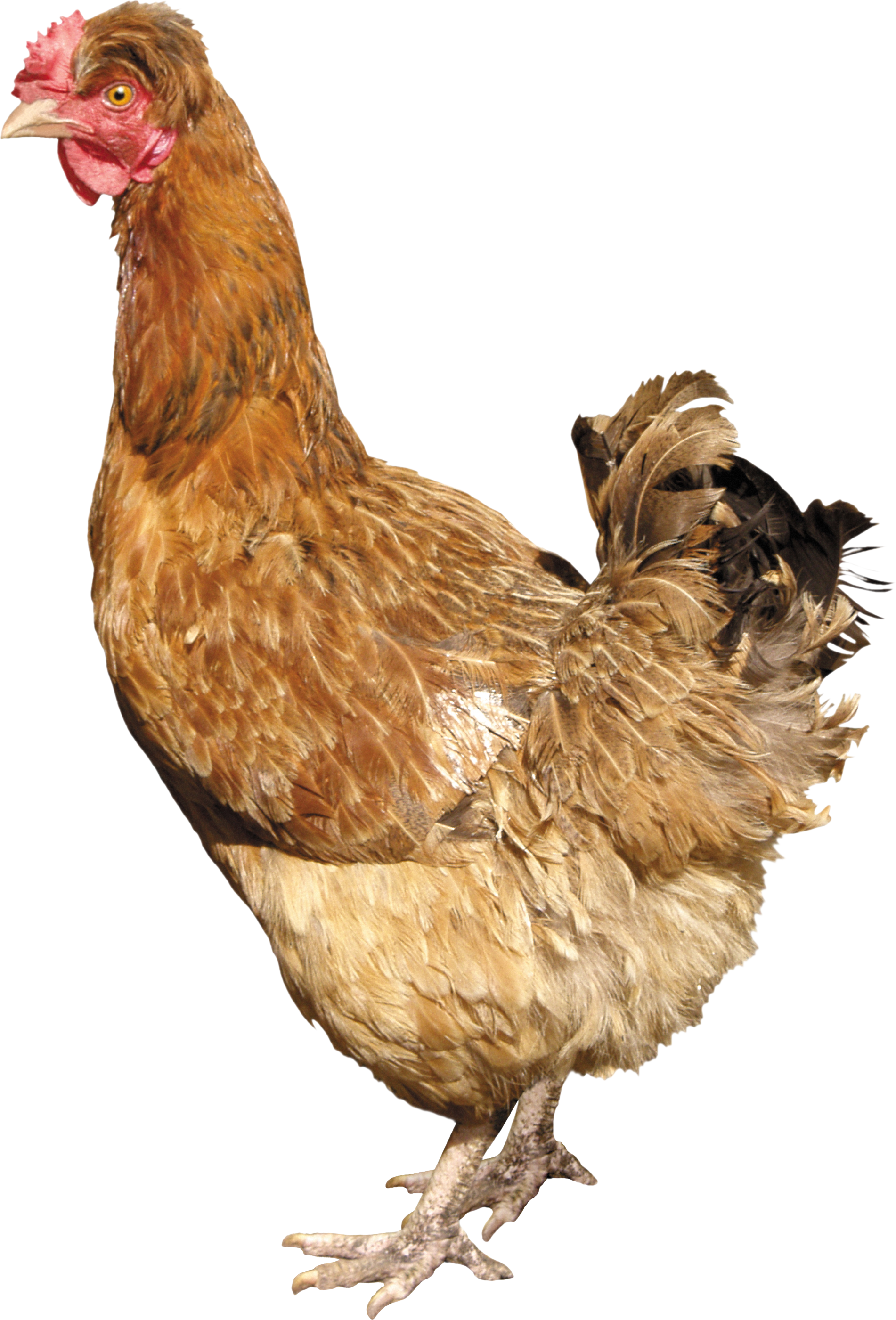 Chicken Png Image - Silkie Chicken Png Clipart (1902x2802), Png Download