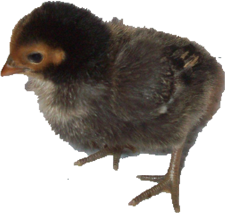 Assorted Bantams Chicks - Flightless Bird Clipart (734x595), Png Download