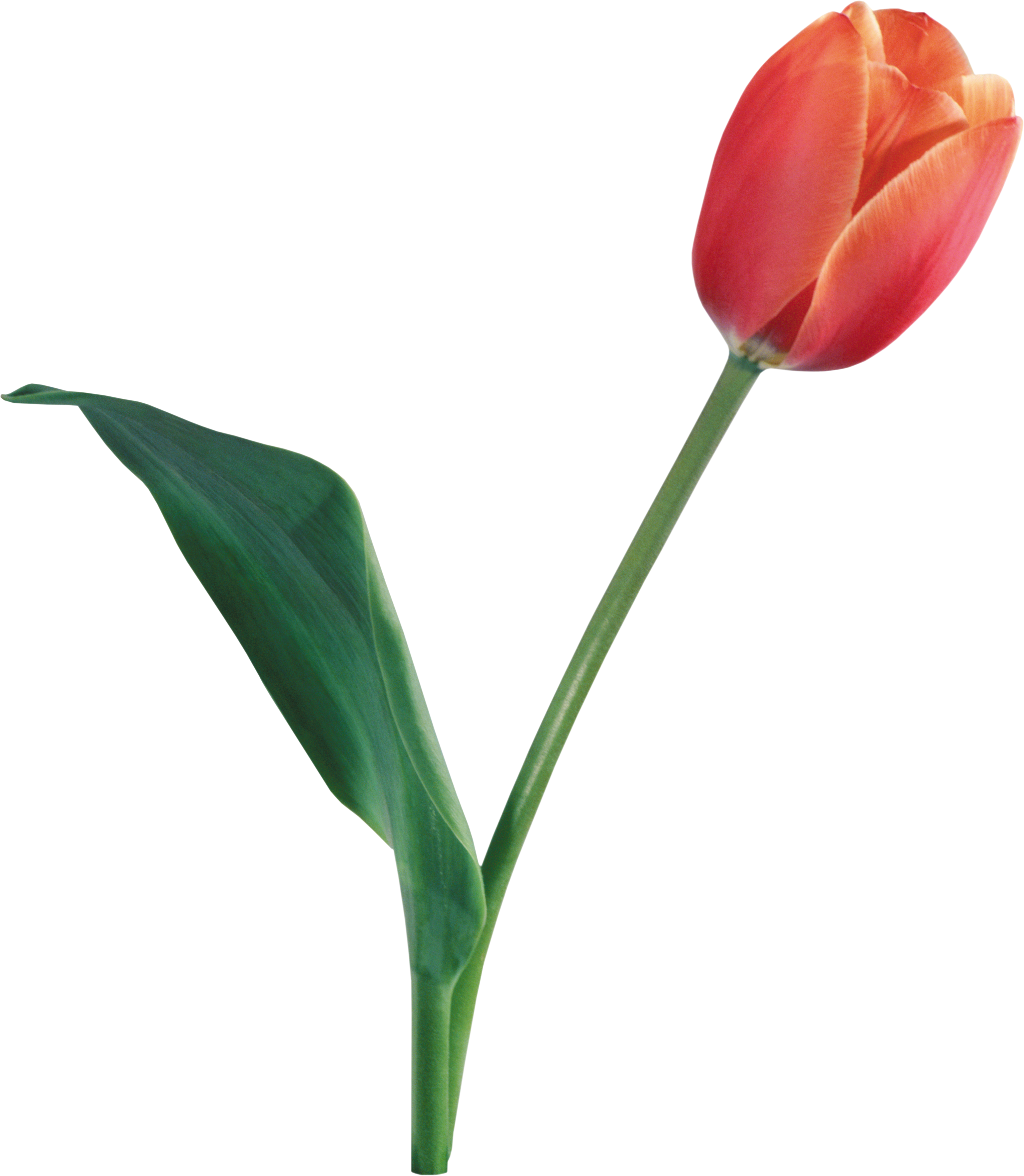 Tulip Transparent Background Clipart (3064x3516), Png Download
