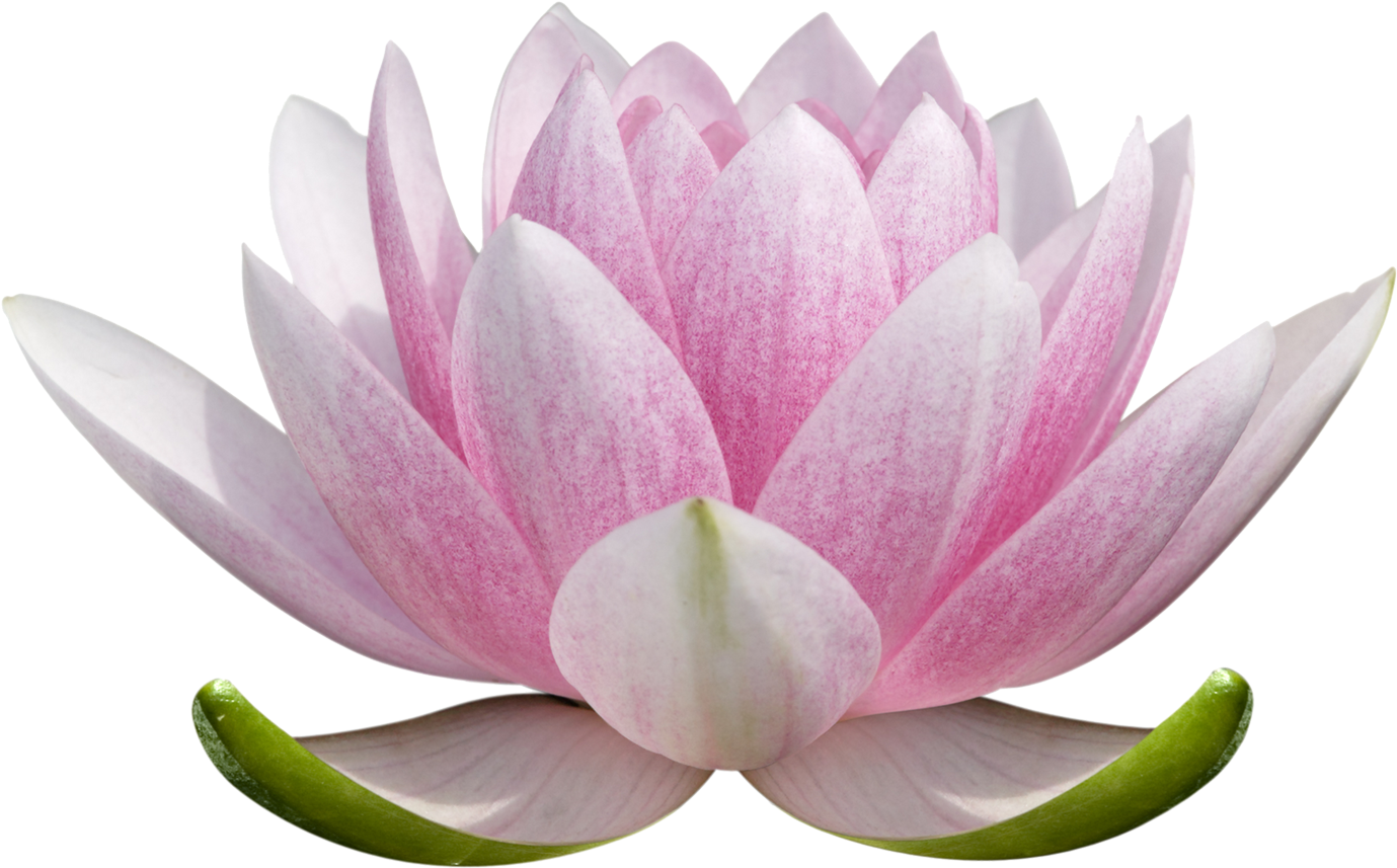 Lotus flower simple colored icon botanical bud Vector Image