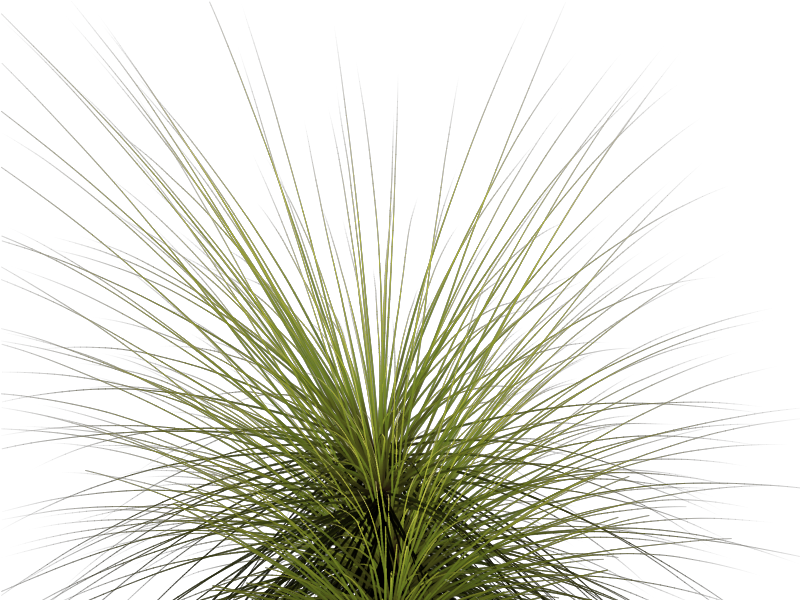 Tall Grass Png - Tall Grass Clipart (800x600), Png Download