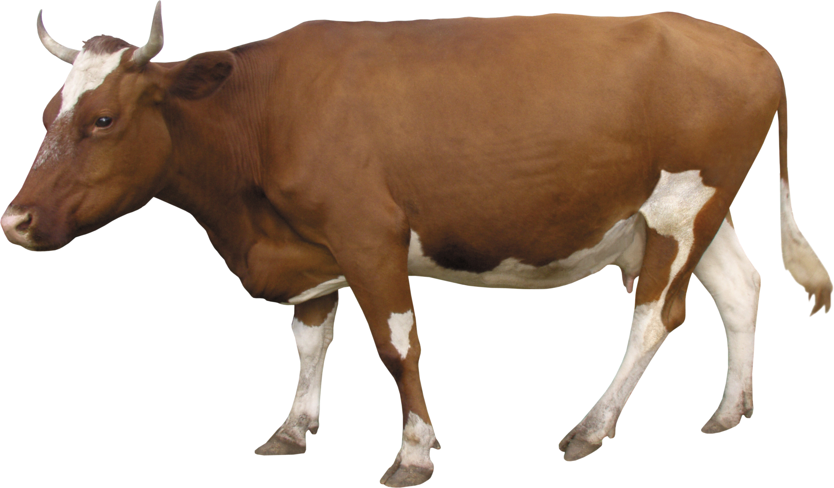 Cow Png - Indian Cow Png Clipart (2906x1701), Png Download