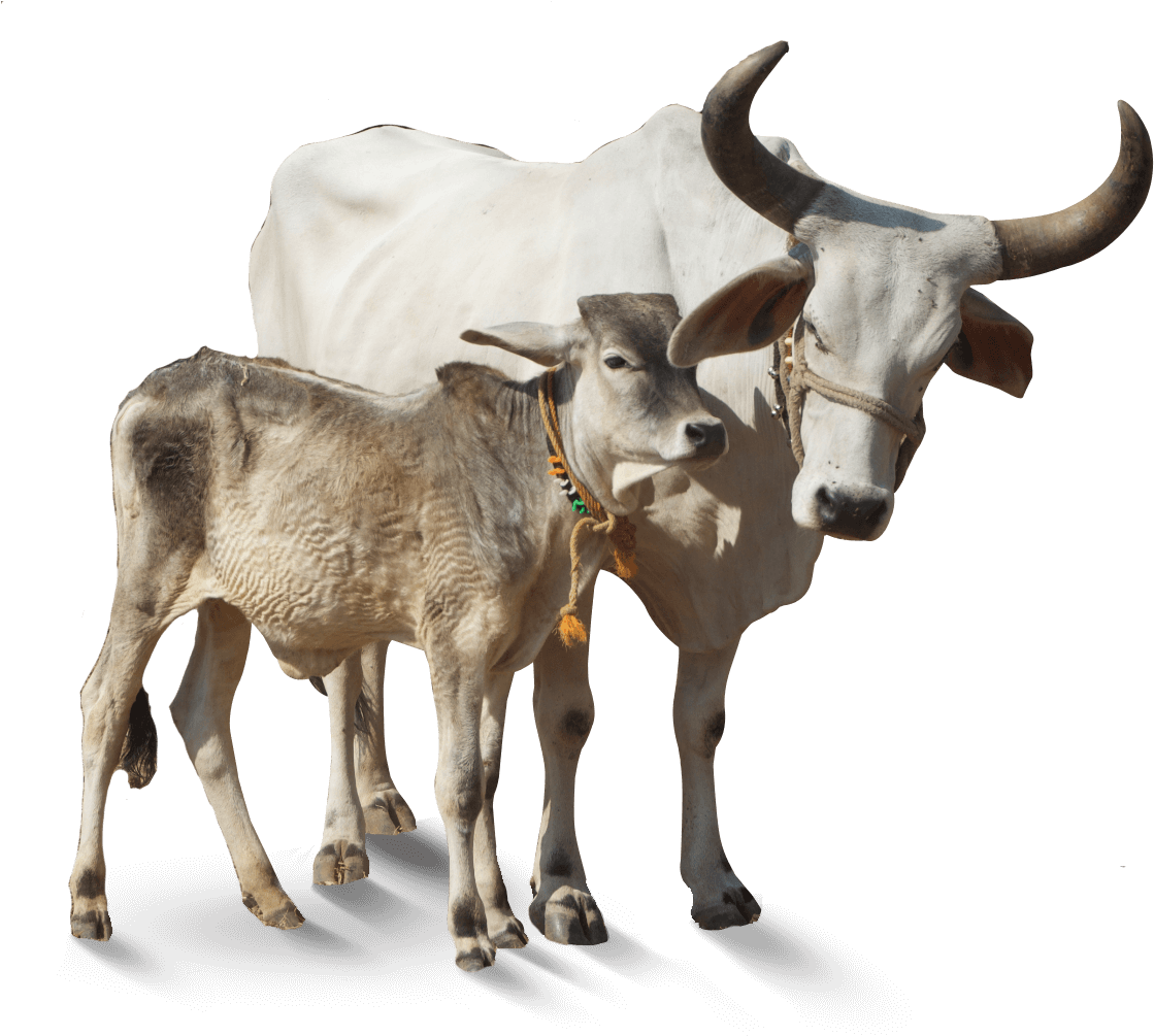 Indian Cow Png Images - Swappy Pawar All Png Clipart (1118x1022), Png Download