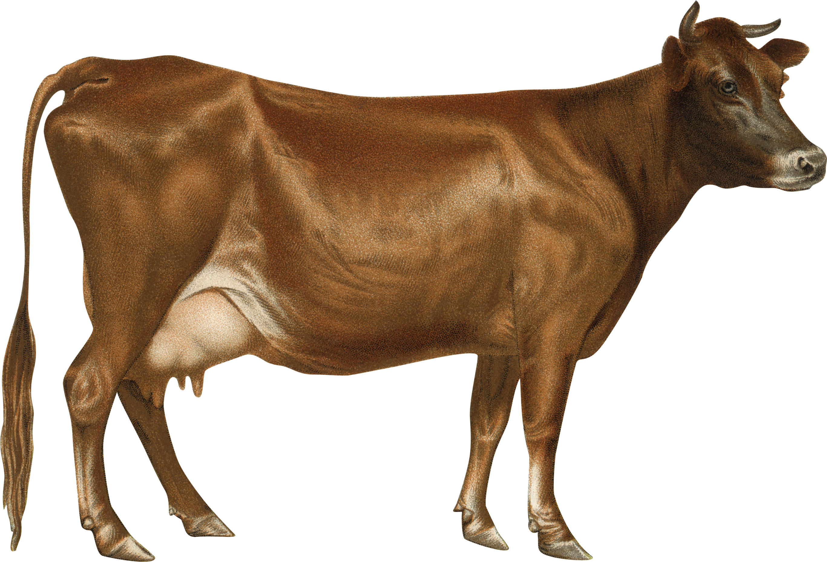Cow Png - Cow Drawing Clipart (2733x1859), Png Download