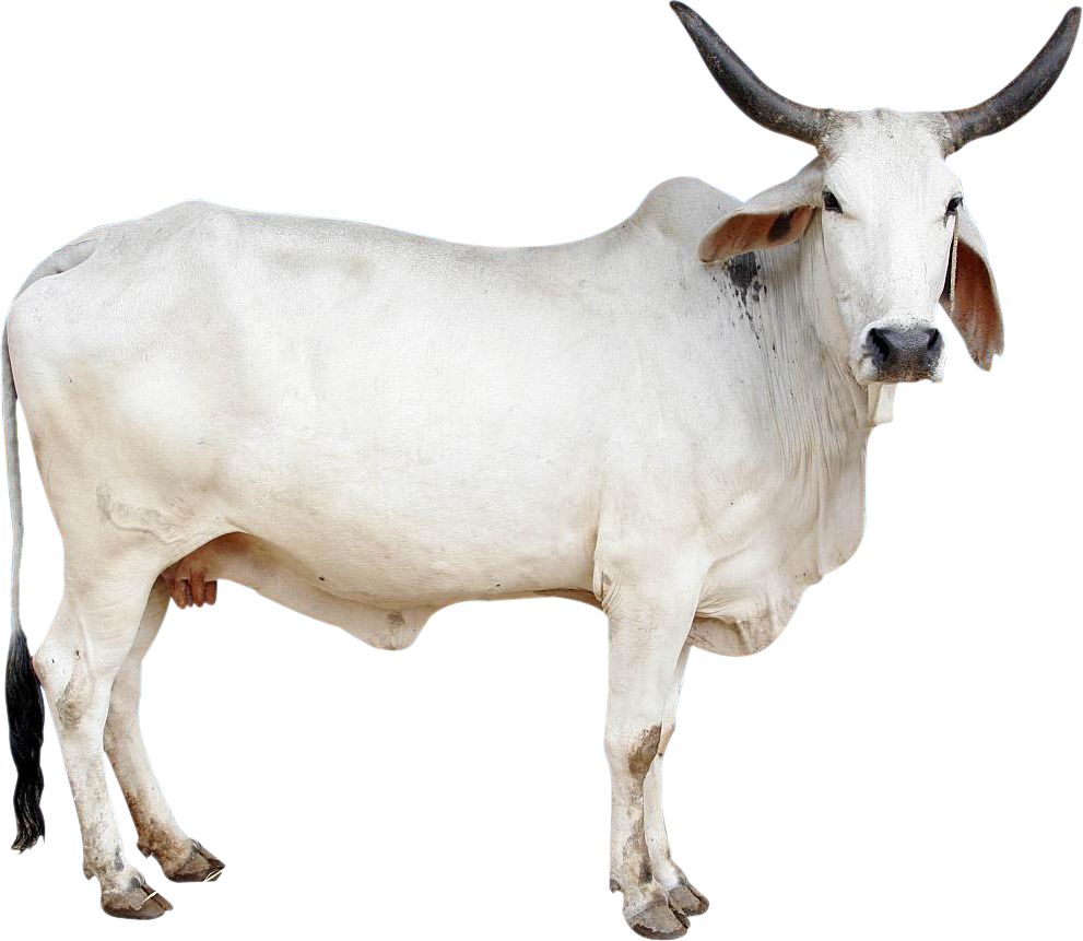 Cow Png Image - Indian Cow Images Png Clipart (991x861), Png Download