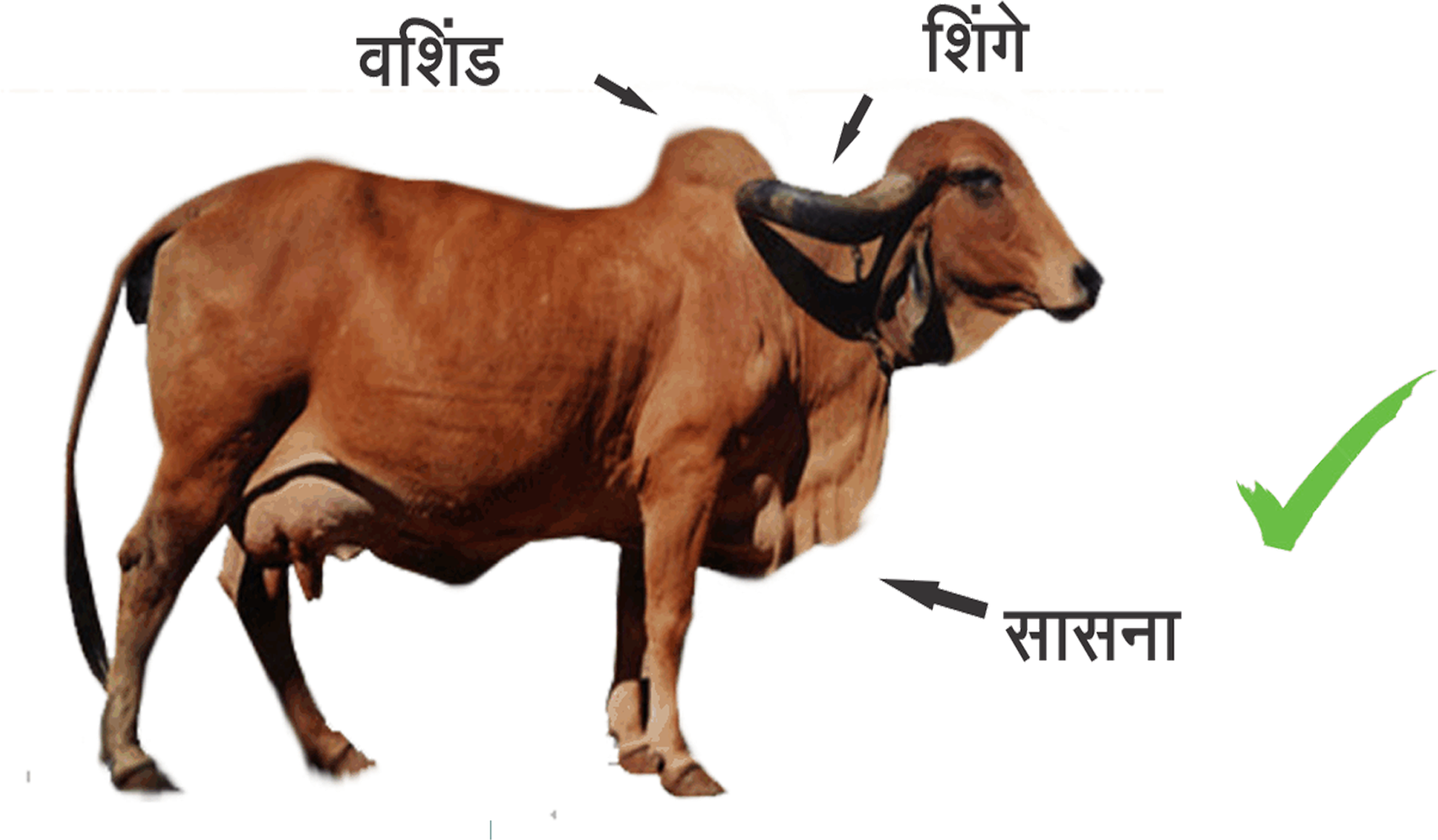Indian Breed Cows - Gau Mata Ki Jai Clipart (2756x2015), Png Download