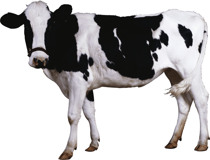 Cow Png Clipart (850x649), Png Download