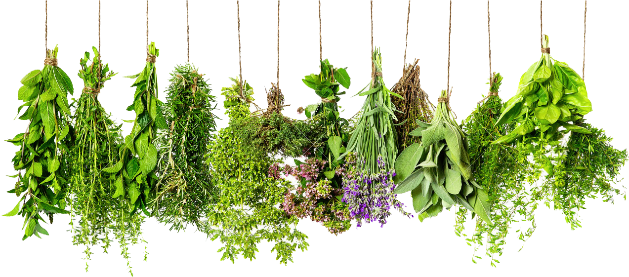 Herbs Png Images Transparent Free Download - Transparent Background Herbs Png Clipart (1300x642), Png Download