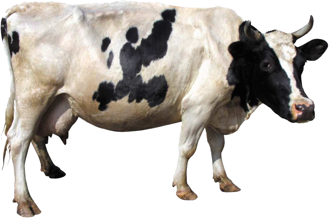Cow Png Image - Cow Png Clipart (1067x706), Png Download