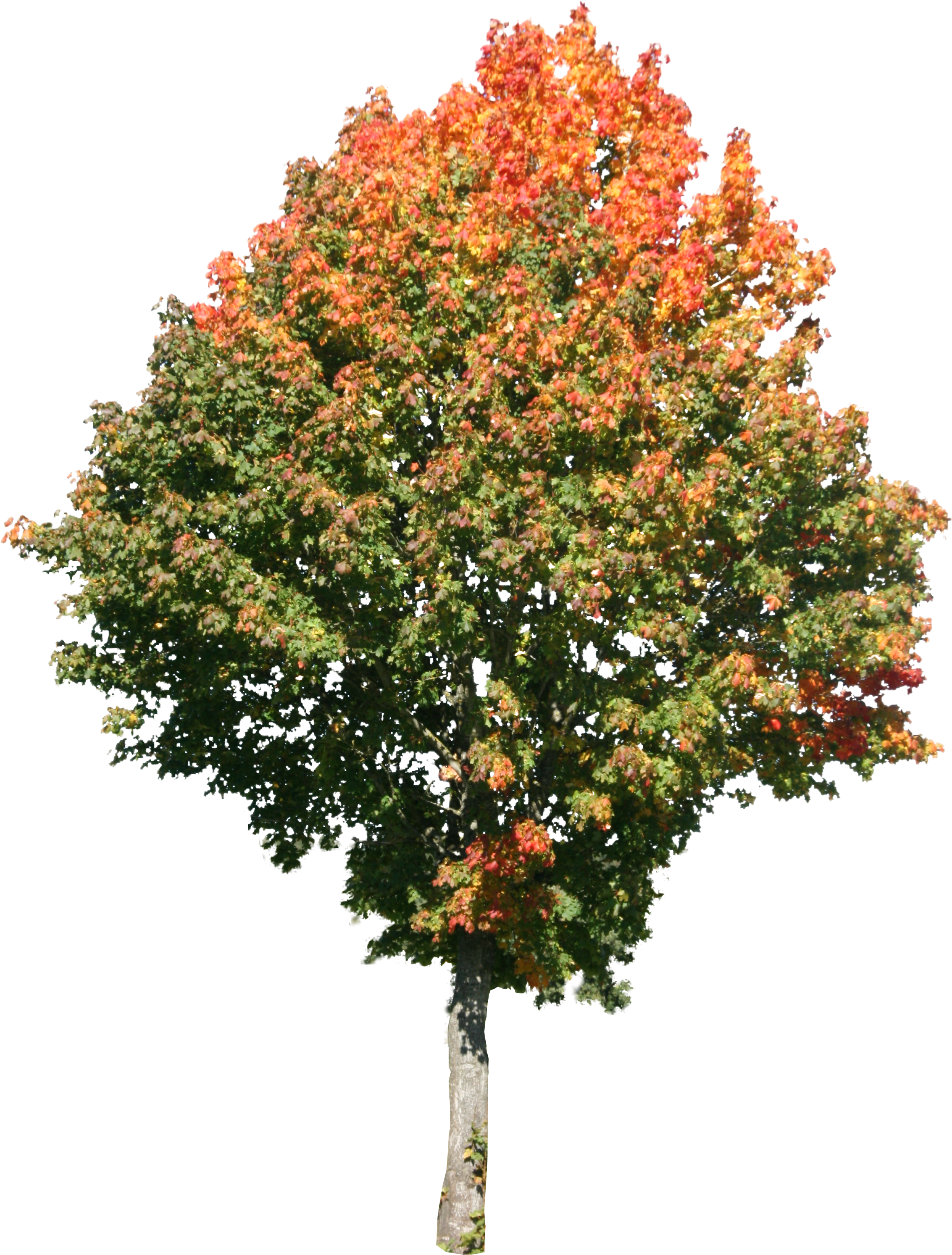 Tree Png High Resolution - Maple Tree Texture Clipart (2360x3110), Png Download