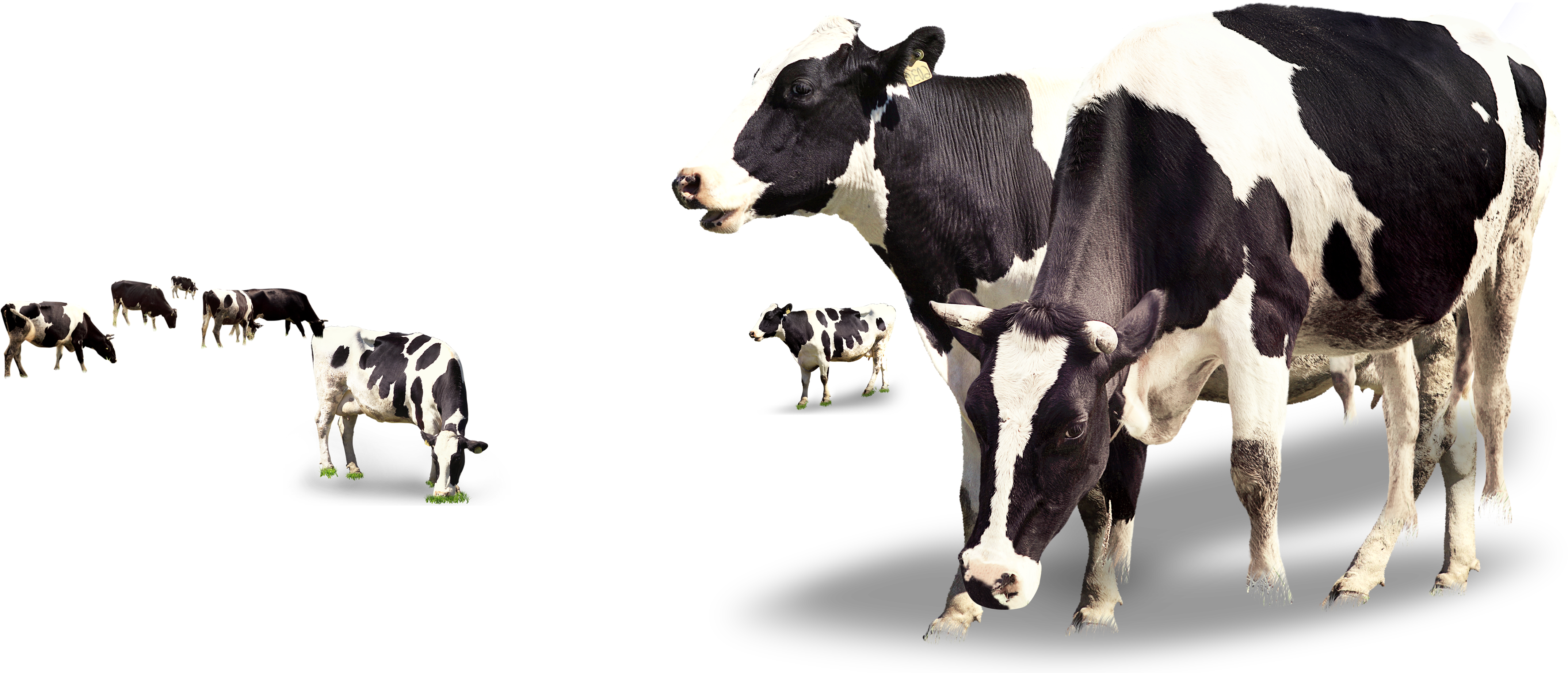 Transparent Background Cow Png Clipart (5000x1952), Png Download