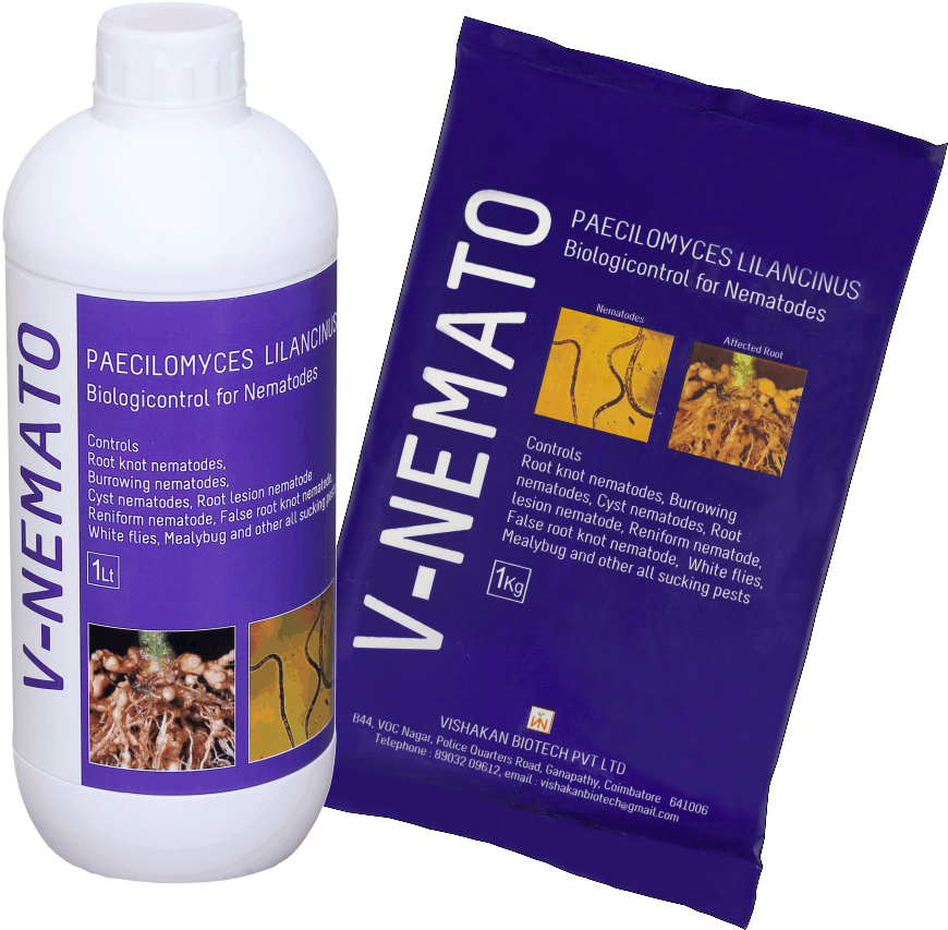 V-nemato - Carpenter Ant Clipart (1208x1244), Png Download