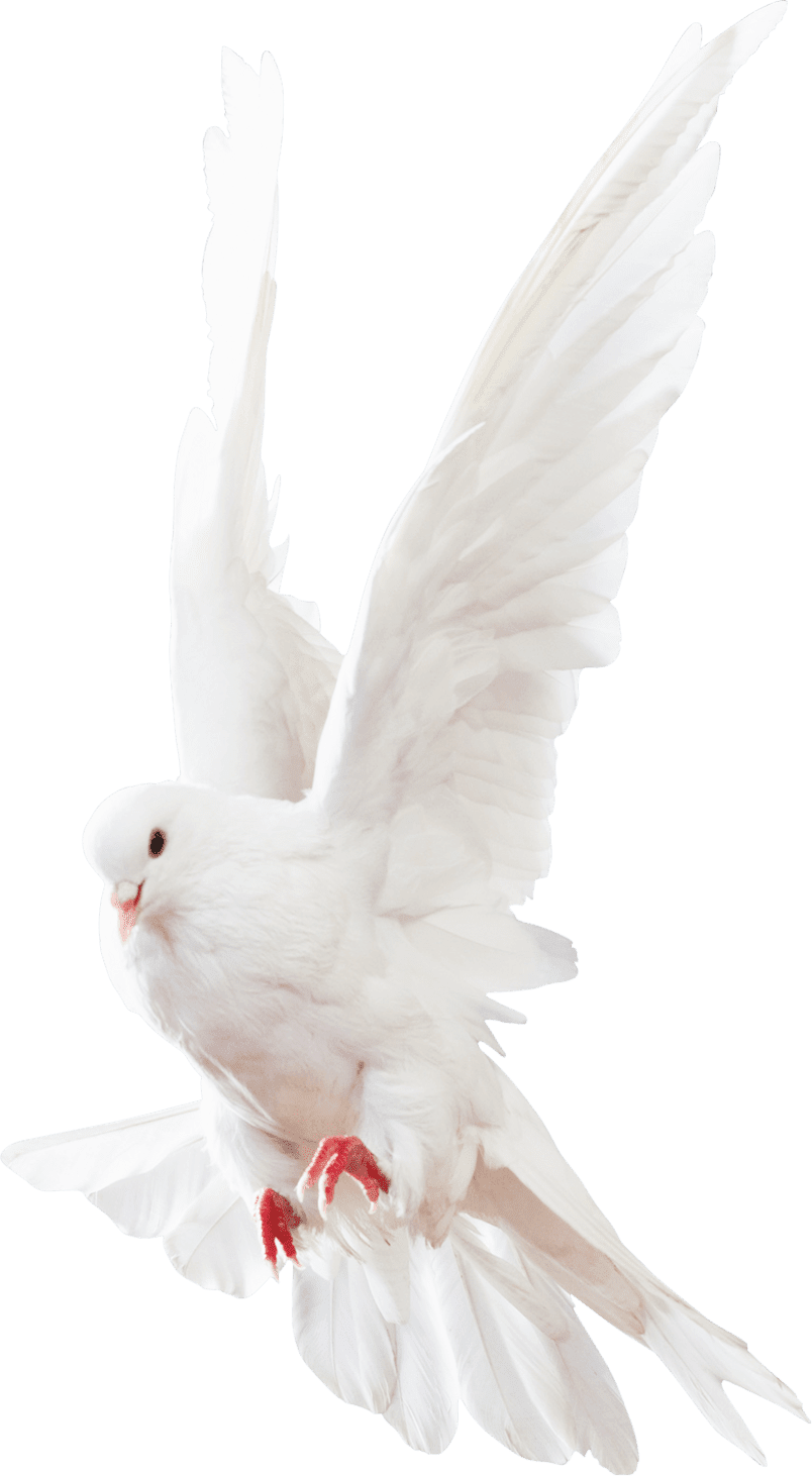 White Pigeon Images - Pigeons And Doves Clipart (804x1462), Png Download