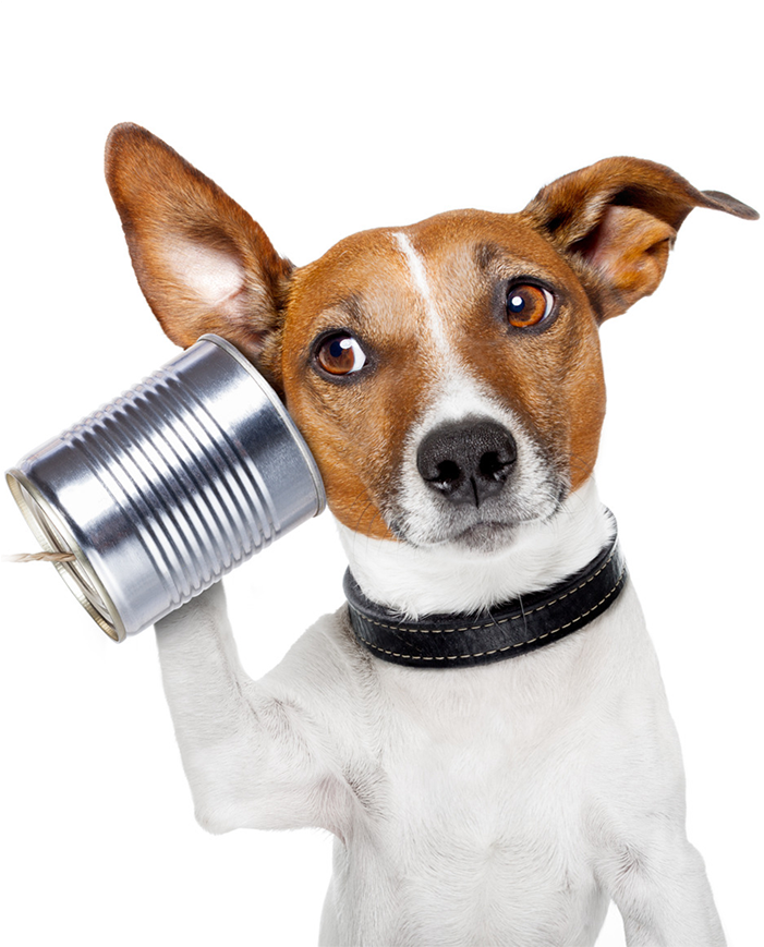 Img - Appeler Son Chien Clipart (700x936), Png Download