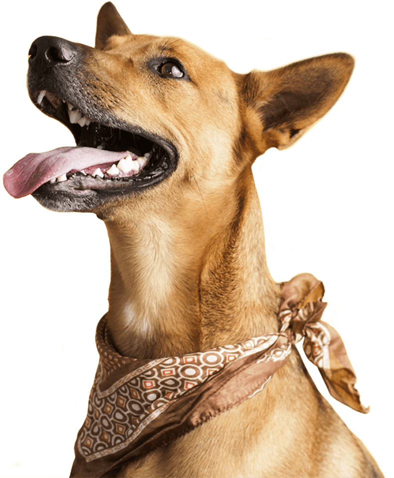 Apples Bad For Dogs Clipart (789x965), Png Download