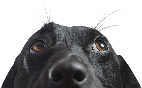 Dogchies - Longdog Clipart (980x451), Png Download