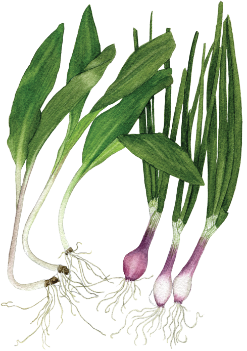 If You Want To Buy My Art Clipart (560x760), Png Download